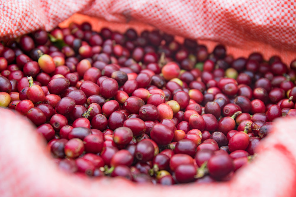 How Processing Methods Affect The Taste In Your Final Cup