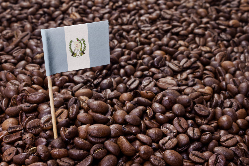 Guatemalan Coffee: A Complete Guide to Origins, Flavour and Brewing