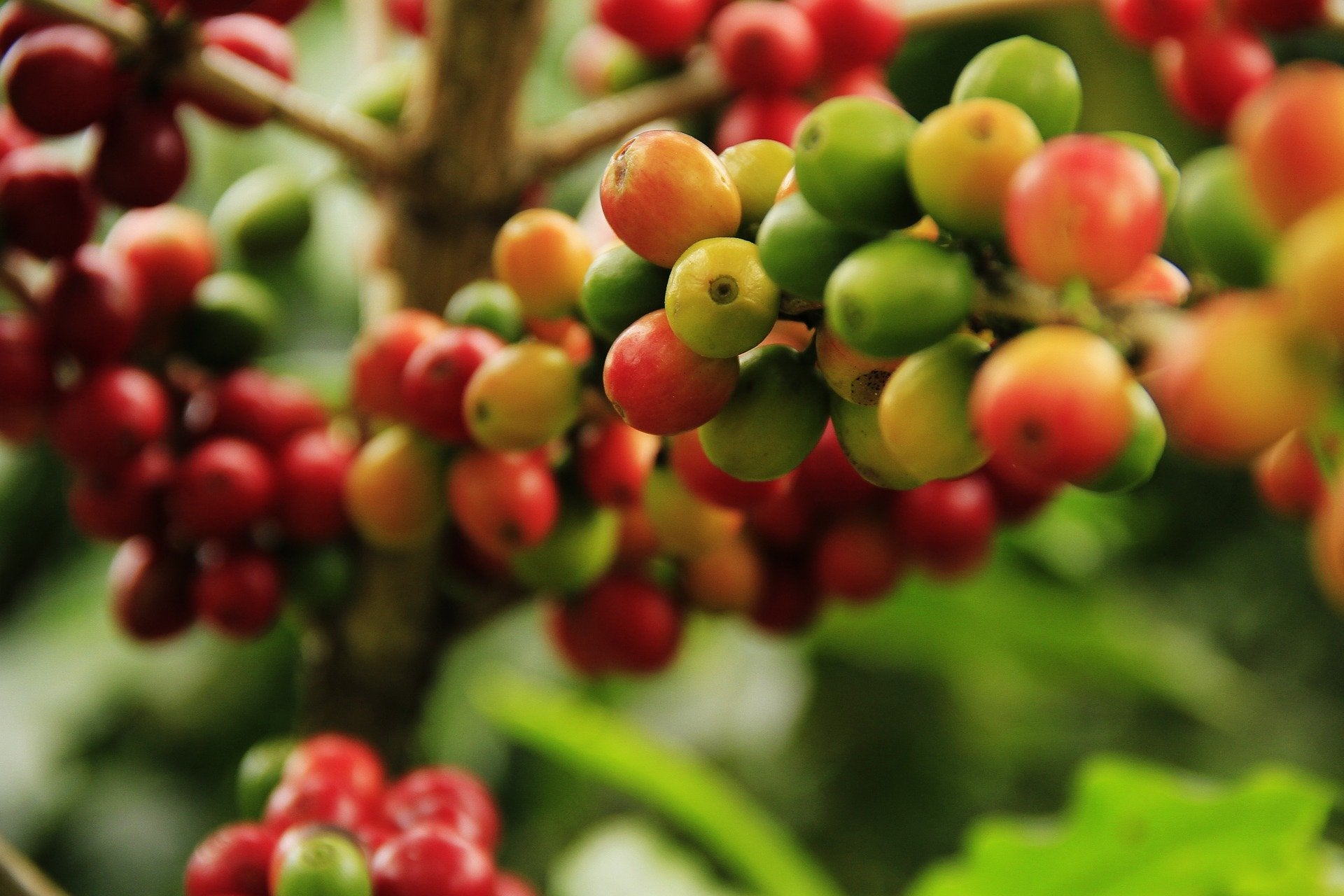 How Is Coffee Grown, Harvested And Processed?
