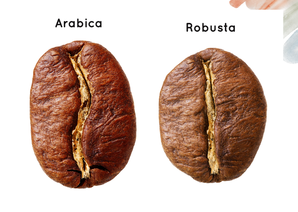 Arabica vs Robusta: The Full Comparison