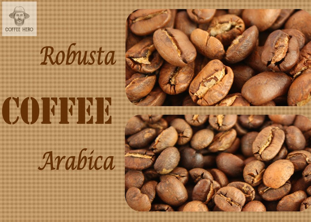 ARABICA vs ROBUSTA: THE TRUTH COFFEE BRANDS DON'T WANT YOU TO KNOW (THE 2026 BREAKDOWN AUSTRALIA DIDN'T EXPERT)