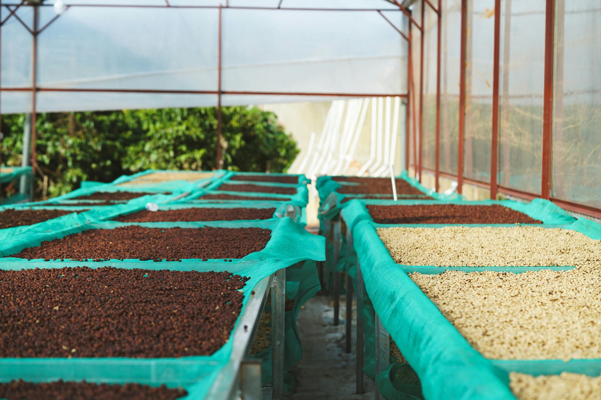 The Bold and Earthy World of Asian Coffee