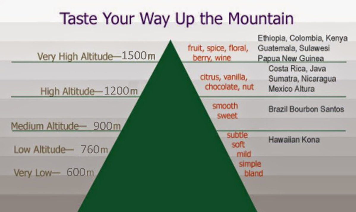 Why coffee grown at high altitude tastes superior