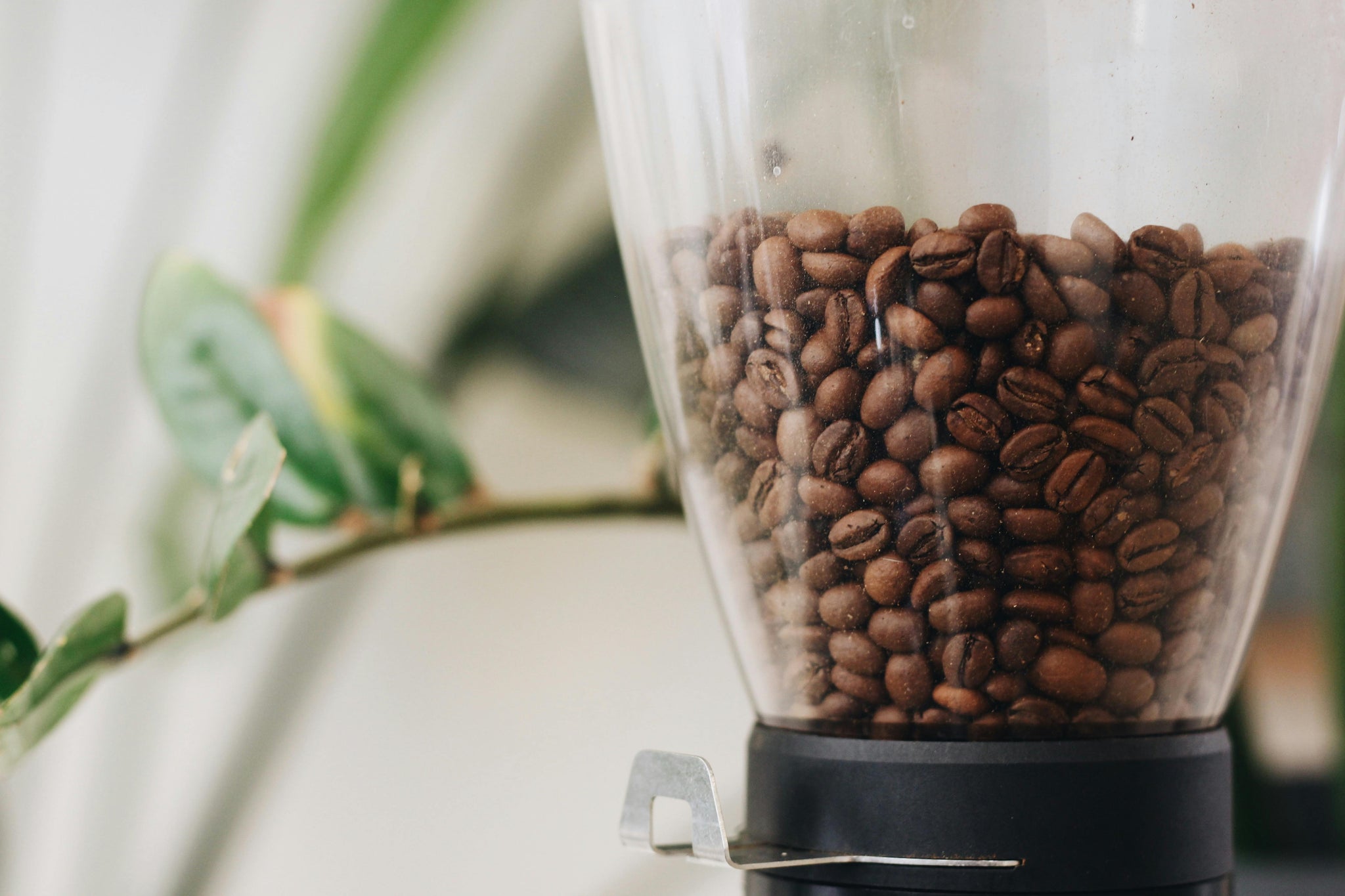 How to Store Coffee Beans for Maximum Freshness