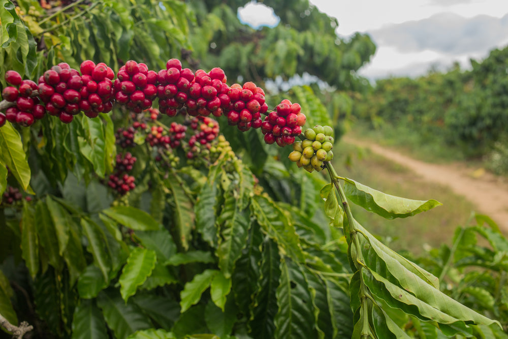 What Is Single Origin Coffee?