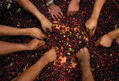8 Most Popular Freshly Roasted Best Coffee Beans in Australia